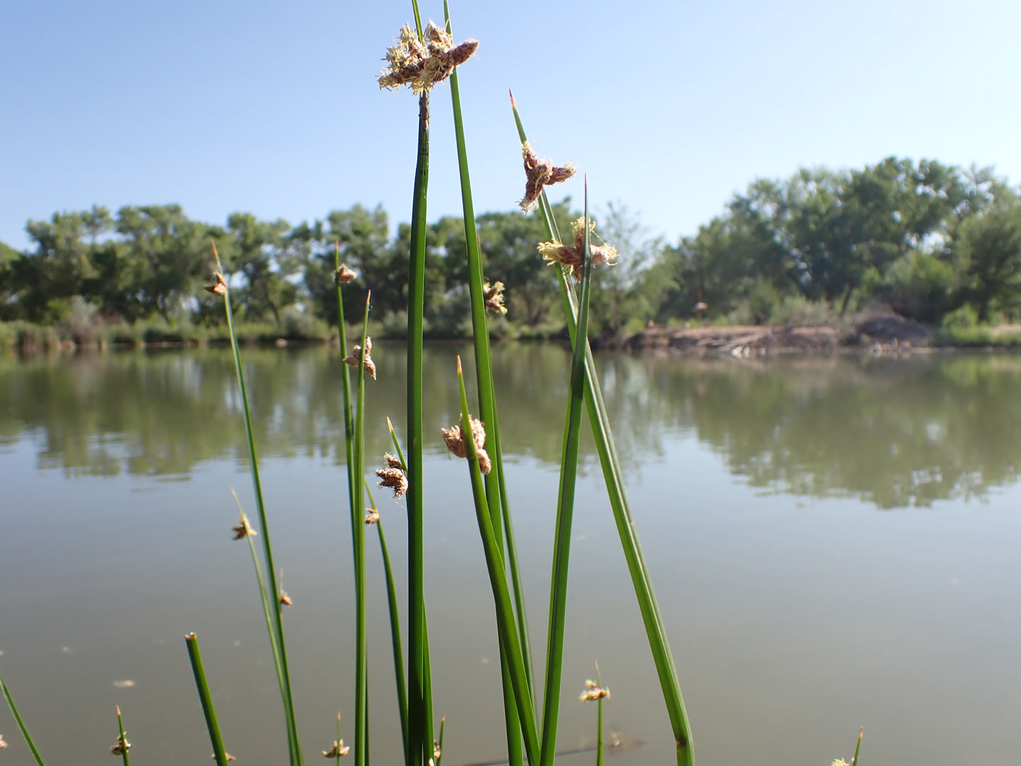 Hardstem Bulrush Schoenoplectus Acutus 250 Seeds for Planting
