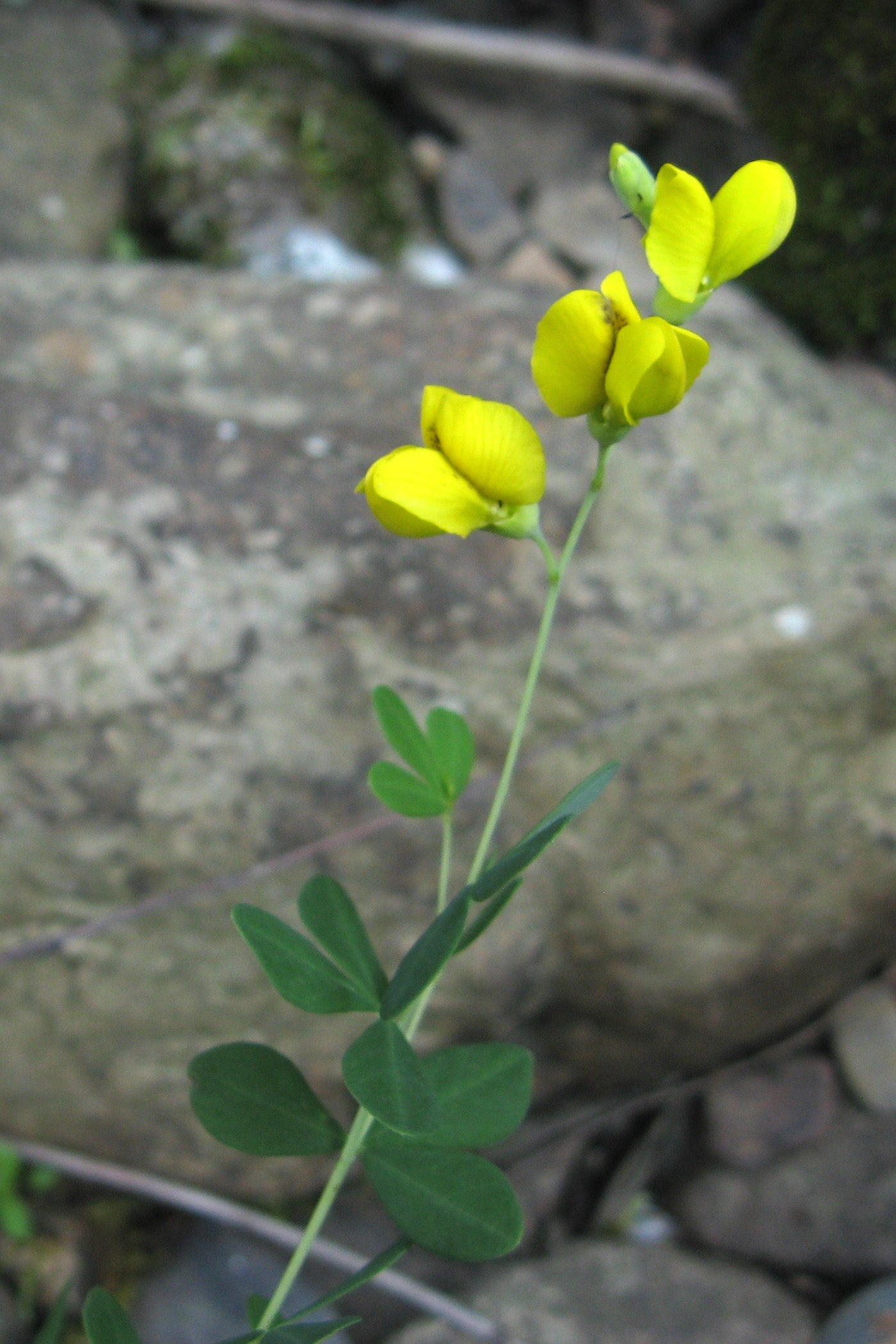 Small Yellow Wild Indigo Baptisia Tinctoria 75 Seeds for Planting