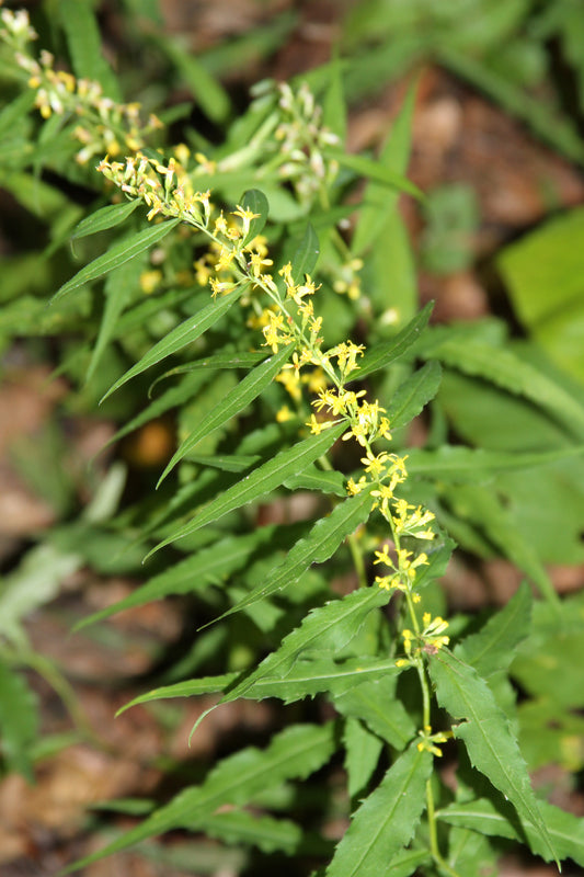 Blue-stemmed Goldenrod Solidago Caesia 500 Seeds for Planting Wreath Goldenrod