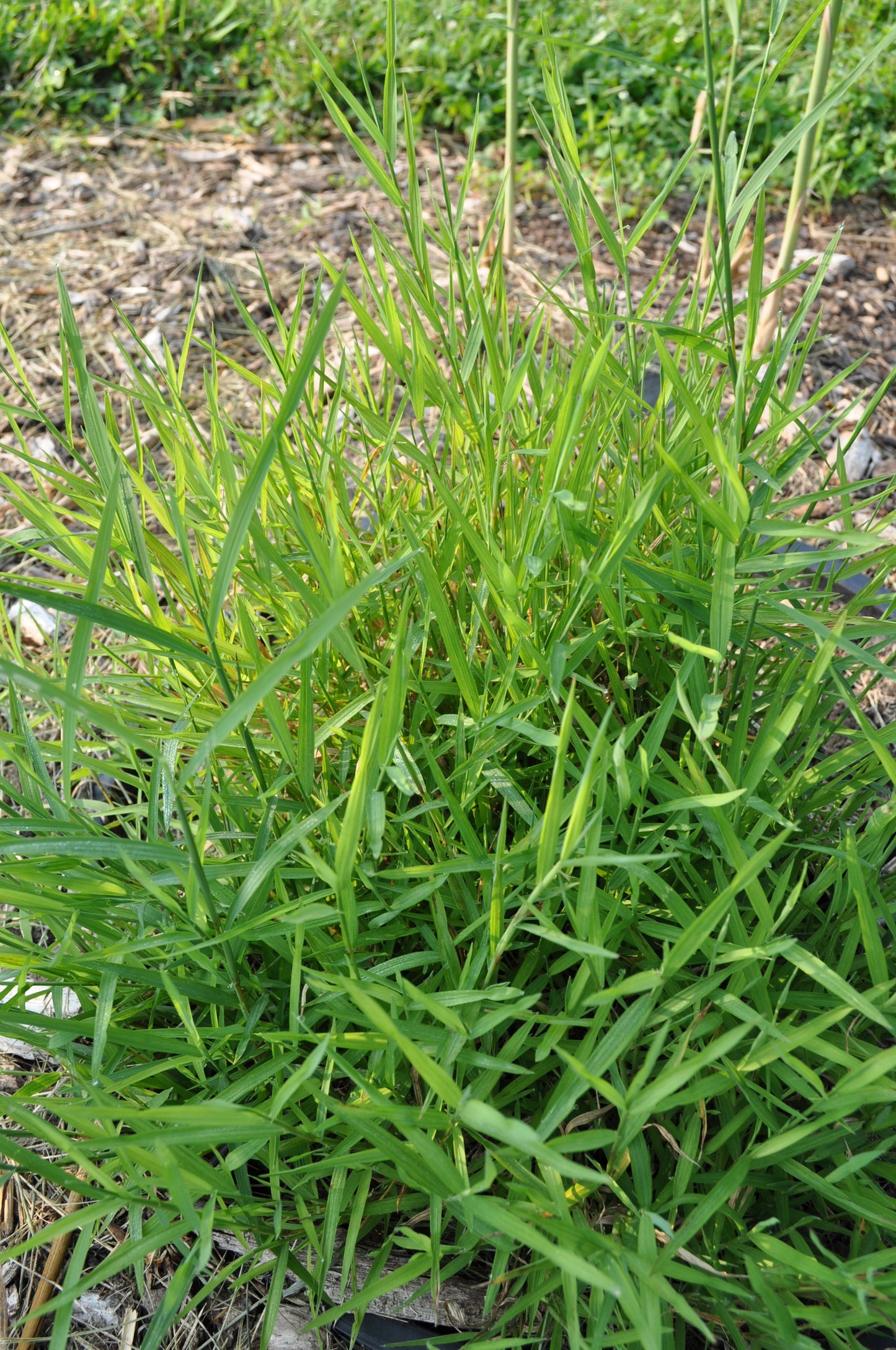 Leafy Satin Grass Muhlenbergia Mexicana 400 Seeds for Planting