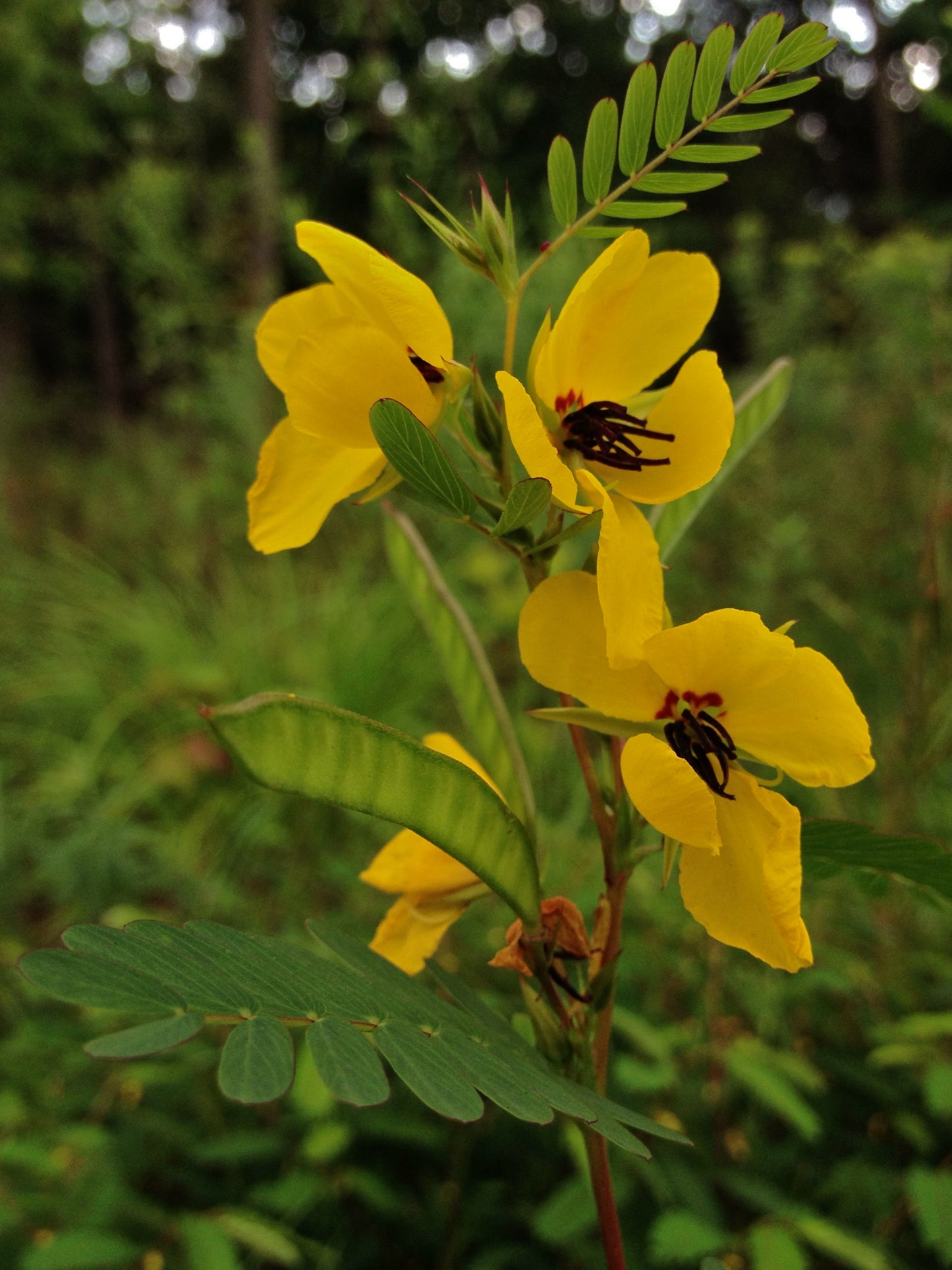 Partridge Pea Chamaecrista fasciculata 250 Seeds for Planting