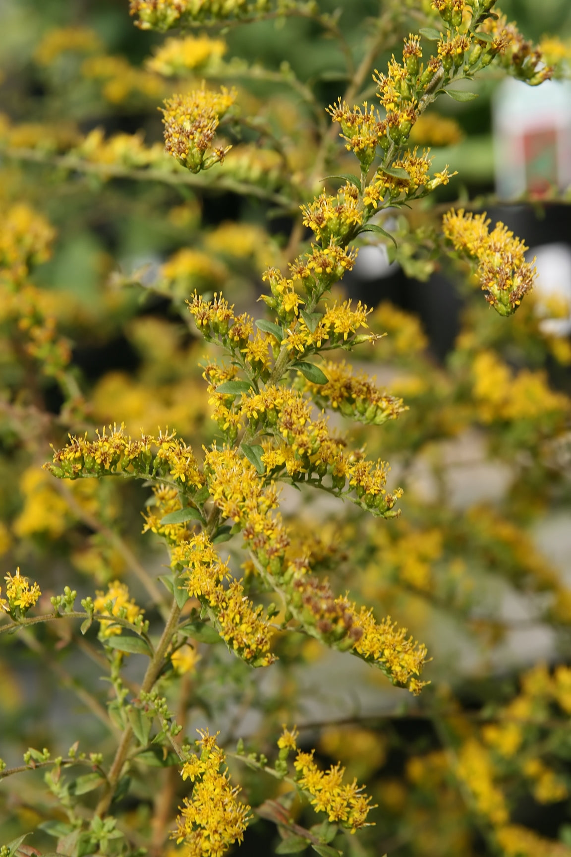 Early Goldenrod Solidago juncea 750 Seeds for Planting Yellow Flowers
