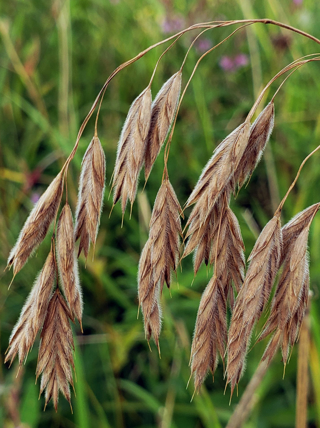 Arctic Brome Bromus Kalmii 500 Seeds for Planting Prairie & Kalm's Brome