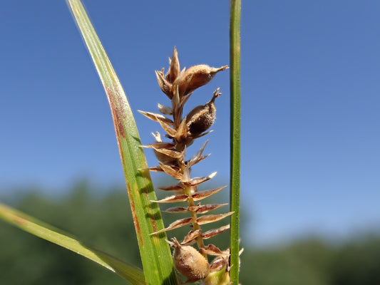 Broad-leaved Woolly Sedge Carex Pellita 200 Seeds for Planting