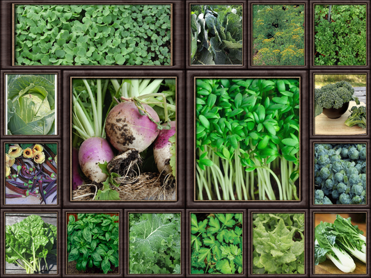 16 Vegetable/Herb/Fruit Seeds Variety Pack for Planting