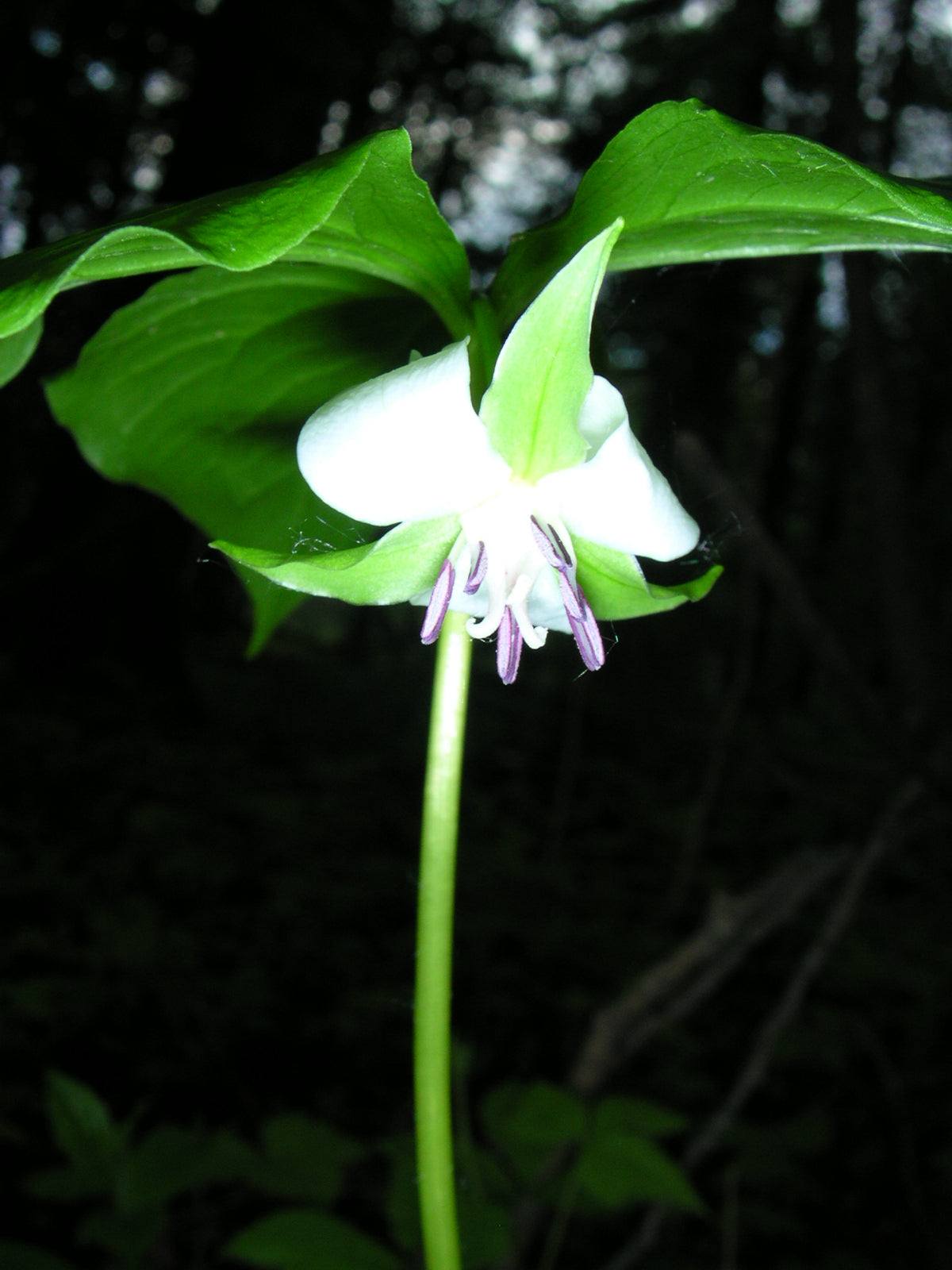 Nodding Trillium Trillium Cernuum 10 Seeds for Planting