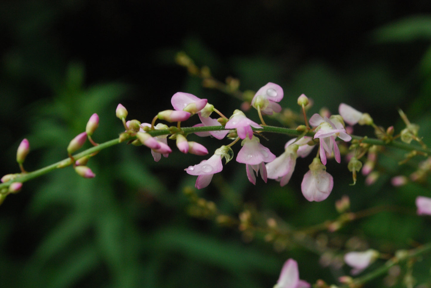 Pointed-leaved Tick Trefoil Desmodium glutinosum 15 Seeds for Planting