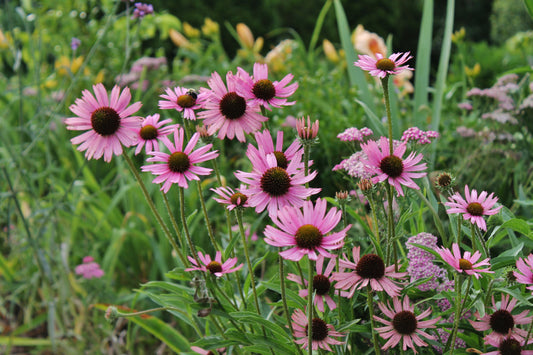 Tennessee Coneflower Echinacea tennesseensis 80 Seeds for Planting Pink Flowers