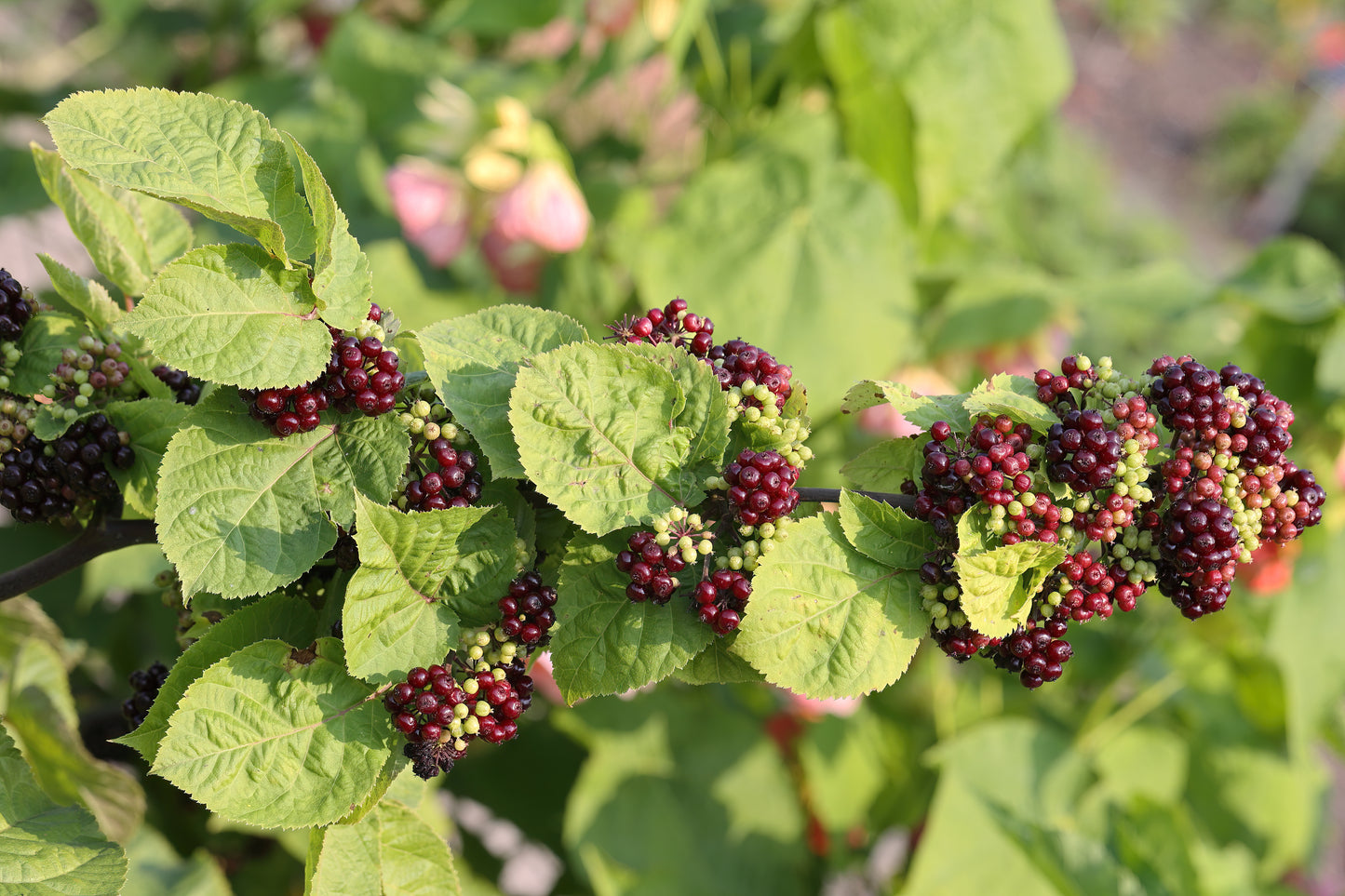 Spikenard Aralia Racemosa 100 Seeds for Planting