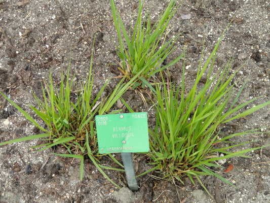 Silky Wild Rye Elymus Villosus 200 Seeds for Planting