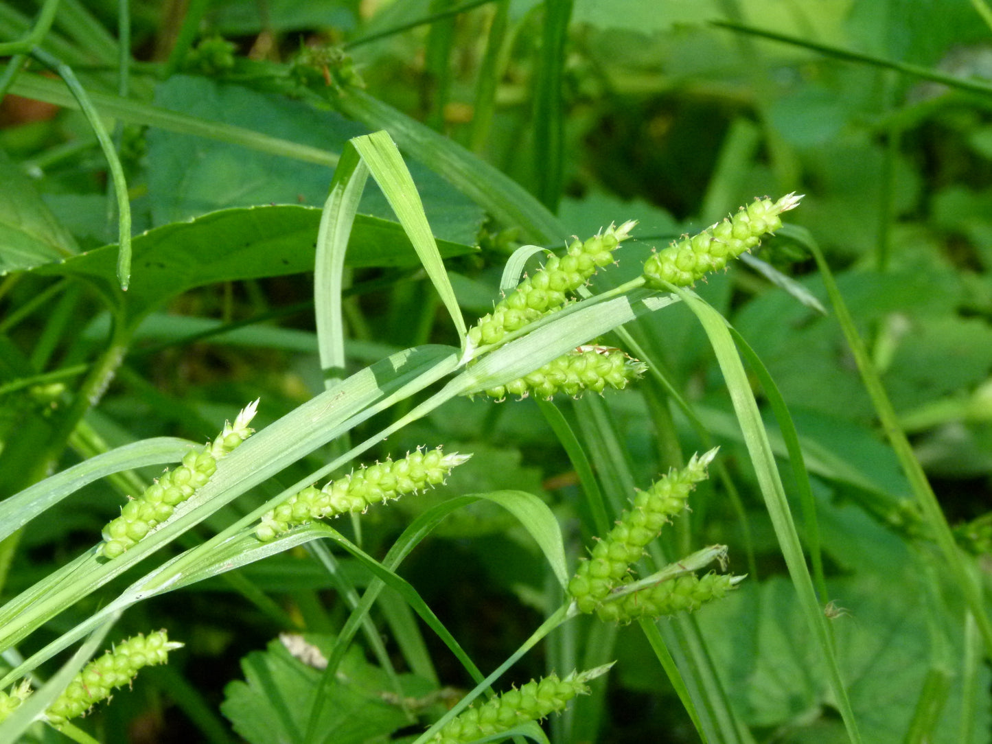 Pale Sedge Carex Granularis 150 Seeds for Planting