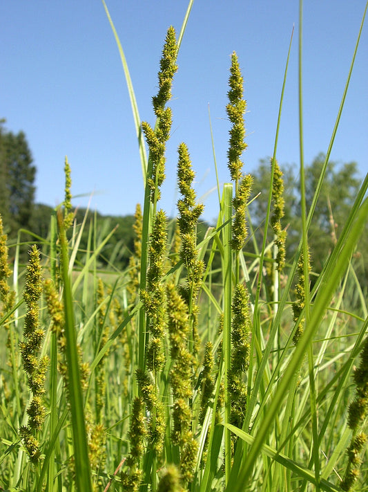 Northeastern Sedge Carex Cryptolepis 100 Seeds for Planting Little Yellow Sedge