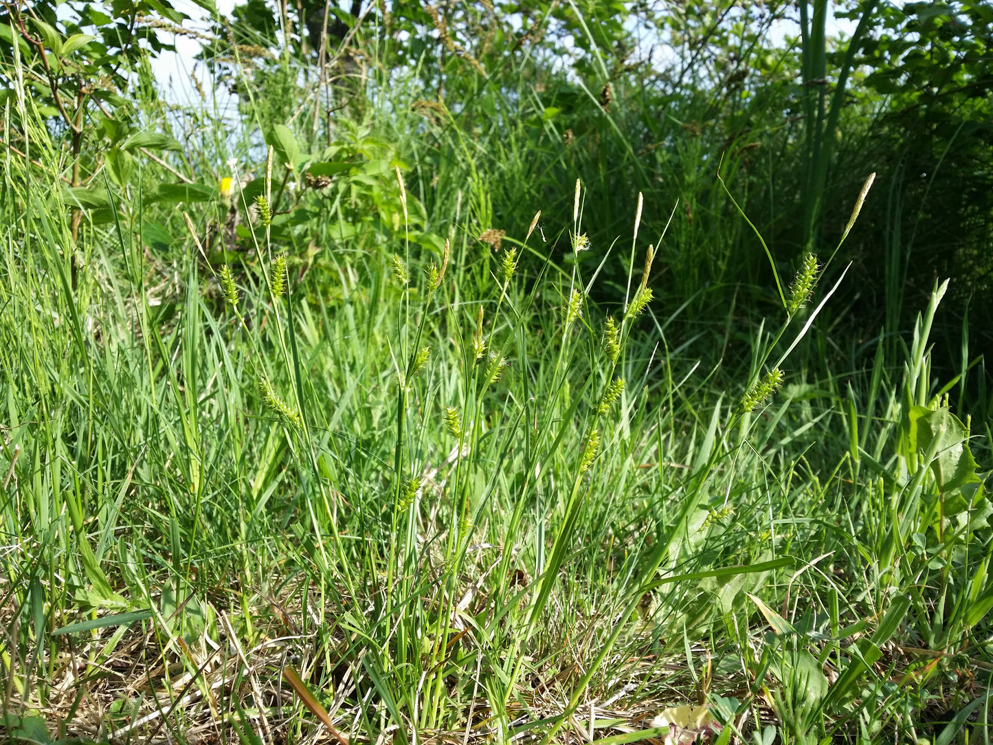 Awned Graceful Sedge Carex davisii 100 Seeds for Planting