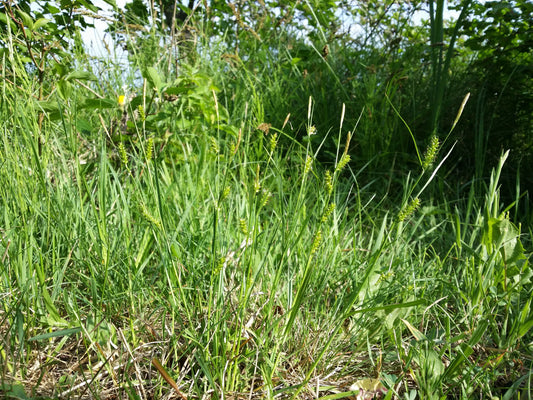 Awned Graceful Sedge Carex davisii 100 Seeds for Planting