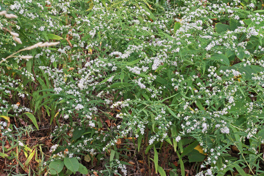 Calico Aster Symphyotrichum Lateriflorum 500 Seeds for Planting