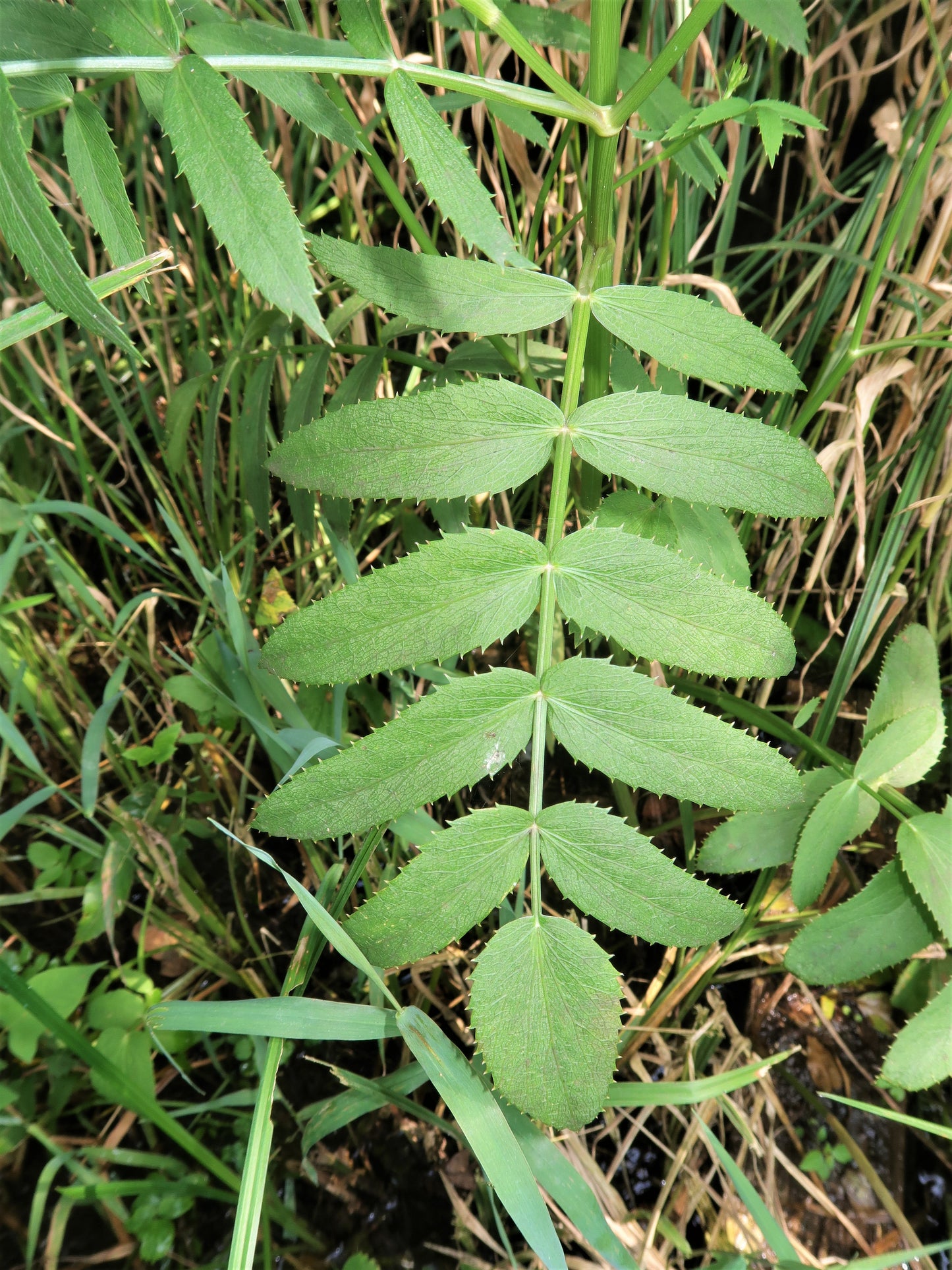 Tall Water Parsnip Sium Suave 300 Seeds for Planting