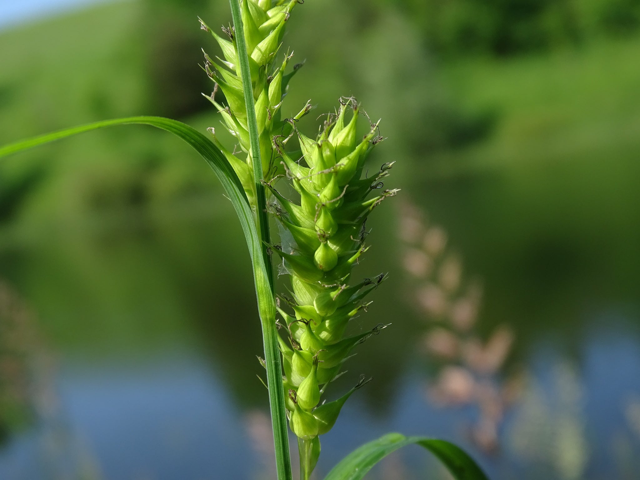 Hairy-leaved Lake Sedge Carex Atherodes 300 Seeds for planting ...