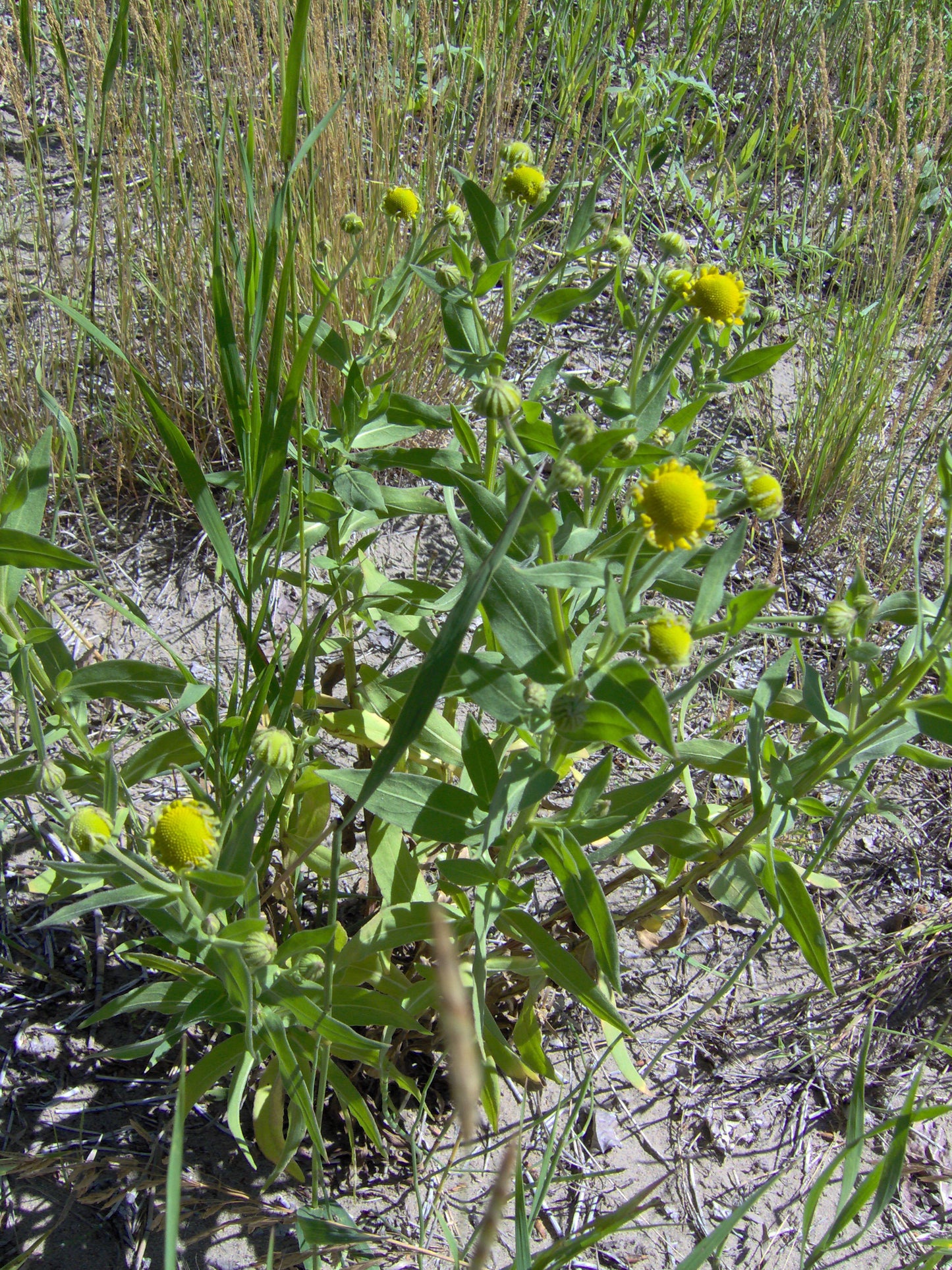 Marsh Fleabane Senecio Congestus 100 Seeds for Planting Swamp Ragwort