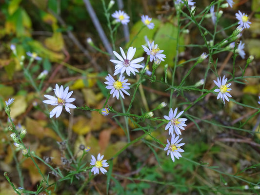 Sky Blue Aster Symphyotrichum Oolentangiense 500 Seeds for Planting