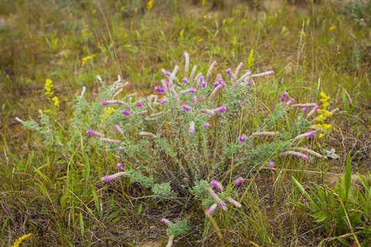 Rare Dalea Foliosa Leafy Prairie Clover 150 Seeds for Planting