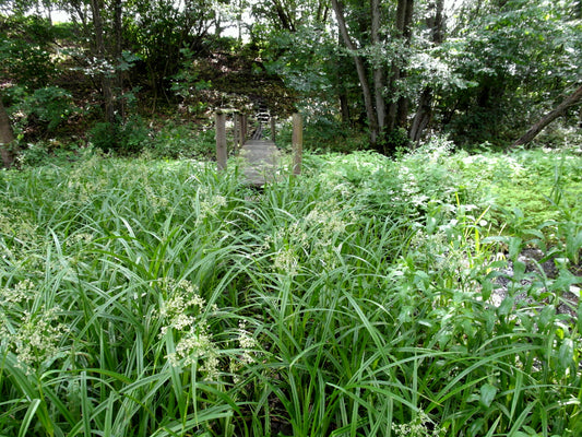 Beak Grass Diarrhena Obovata 100 Seeds for Planting