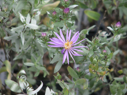 Silky Aster Symphyotrichum Sericeum 300 Seeds for Planting Violet-Purple Flowers