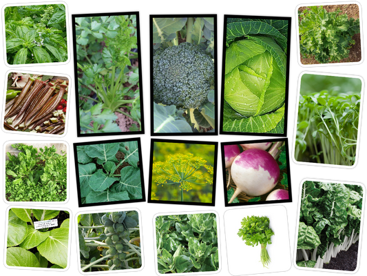 16 Vegetable/Herb/Fruit Seeds Variety Pack for Planting