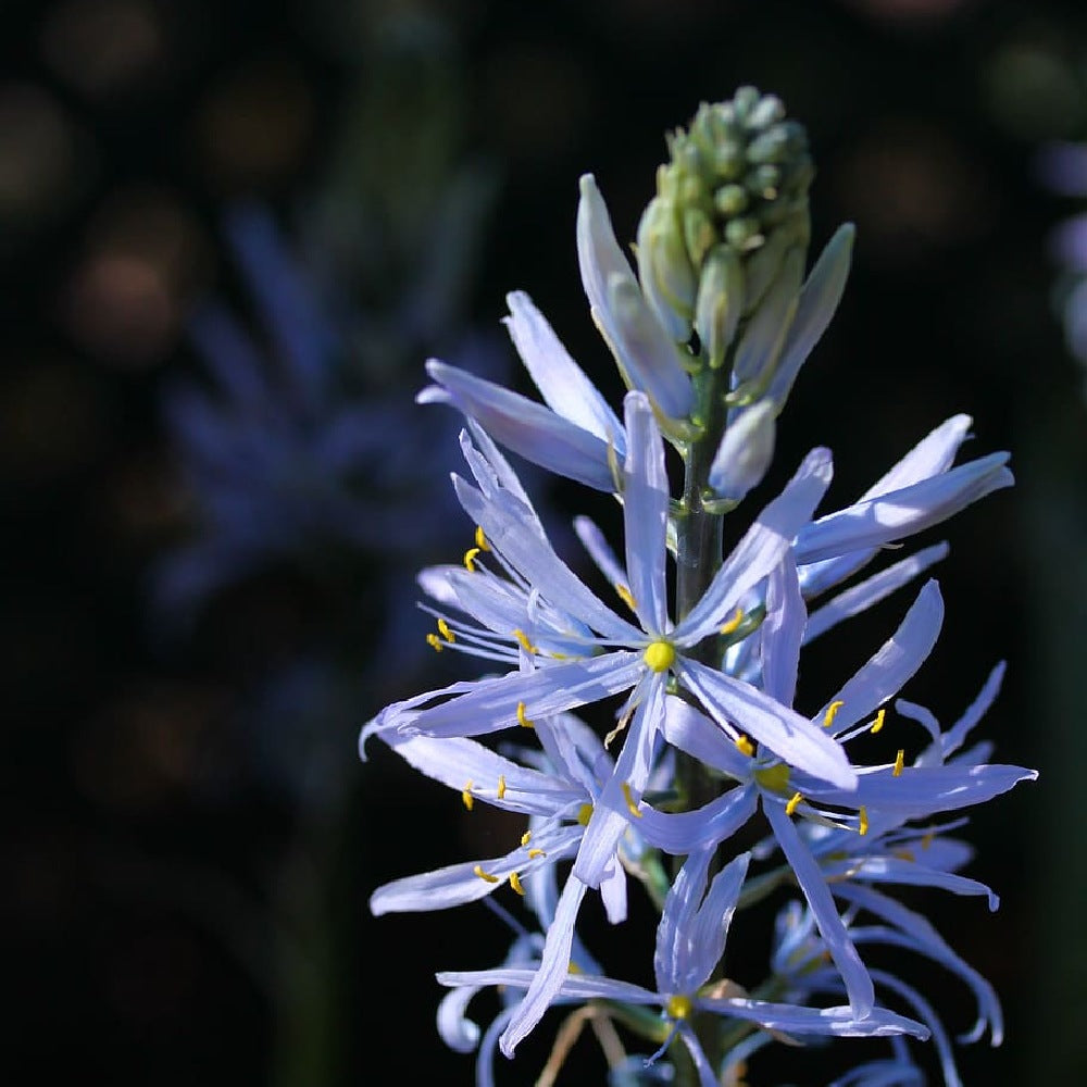 Southern Wild Hyacinth Camassia Angusta 50 Seeds for Planting Prairie Camas