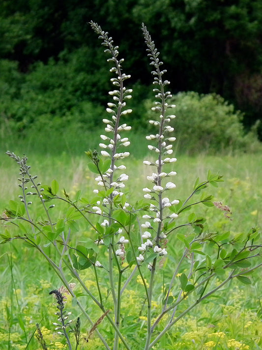 White Wild Indigo Baptisia leucantha 75 Seeds for Planting