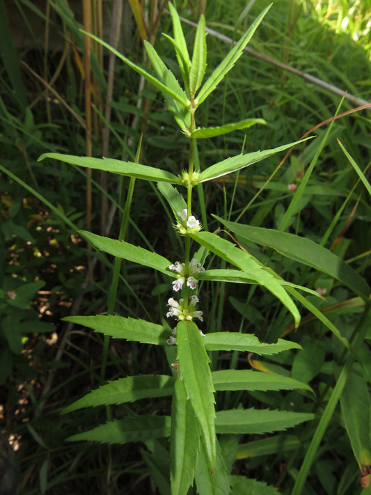 Native Water Horehound Lycopus americanus 1000 Seeds for Planting