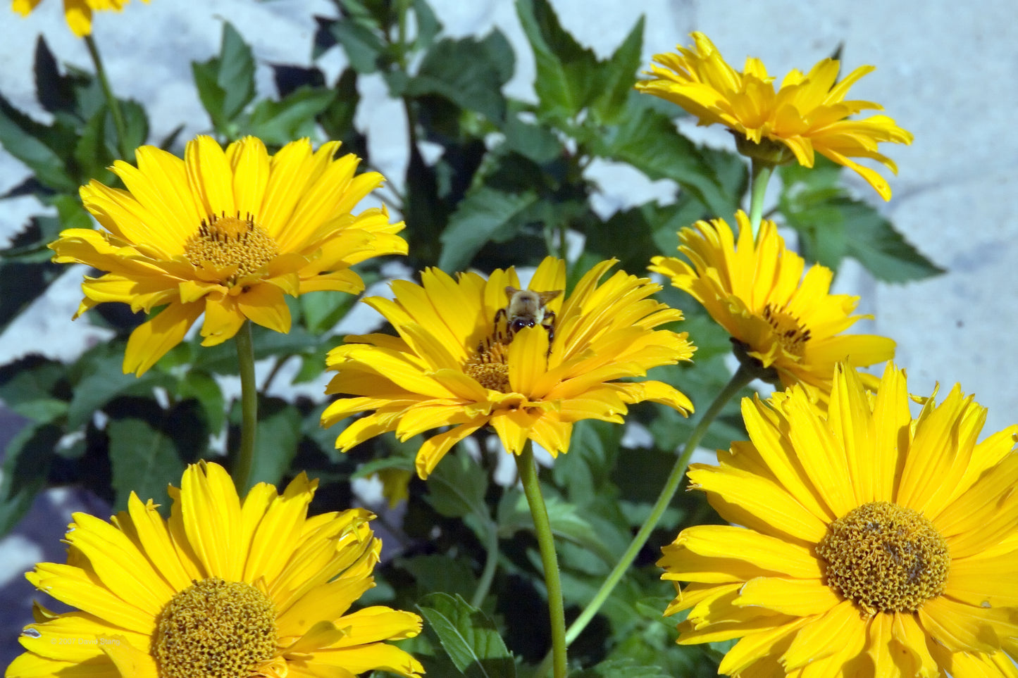 Early Sunflower Heliopsis helianthoides 200 Seeds for Planting - Eliopsis Helianthoides Prairie Flower Seeds