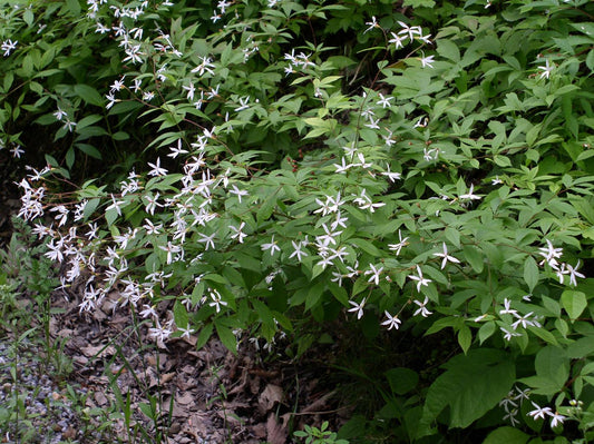 Native Western Indian Physic Porteranthus Stipulatus 75 Seeds for Planting Perennial Sun-loving Beauties