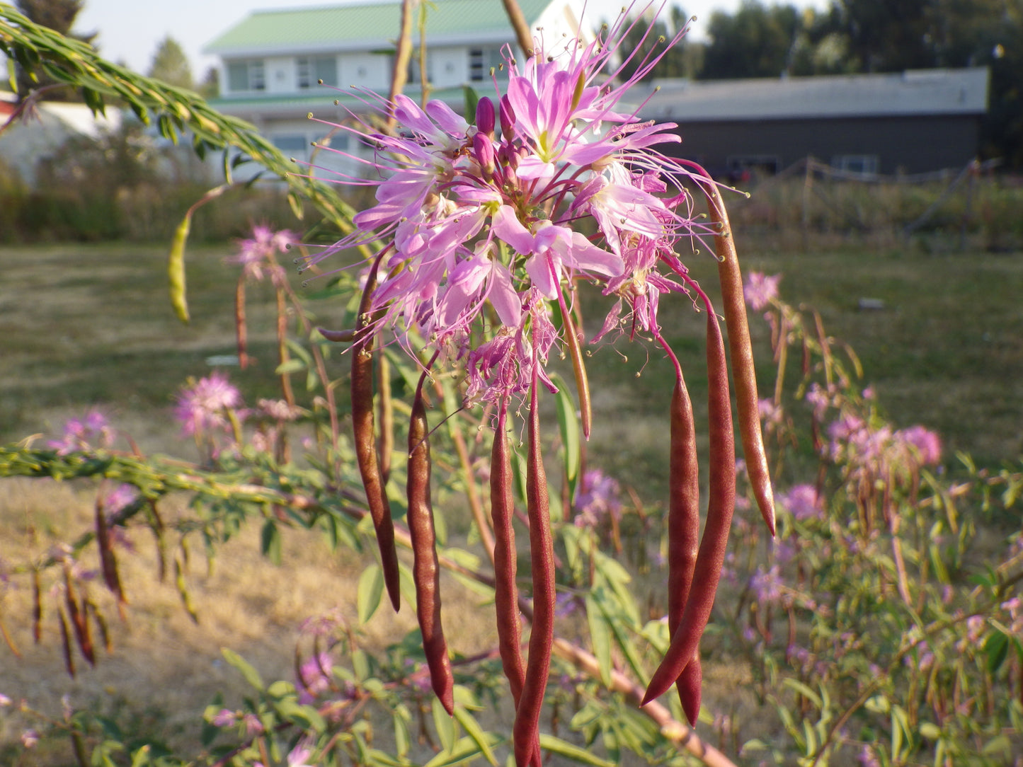 Rocky Mountain Bee Plant Cleome serrulata 150 Seeds for Planting Pink Flowers