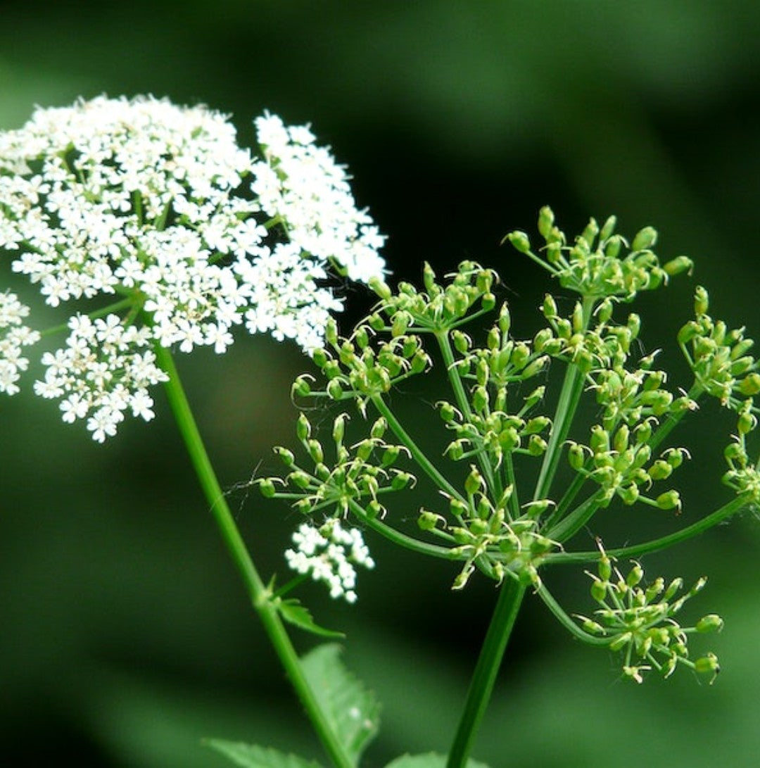 Wild Dill Perideridia americana 50 Seeds for Planting Herbaceous Perennial