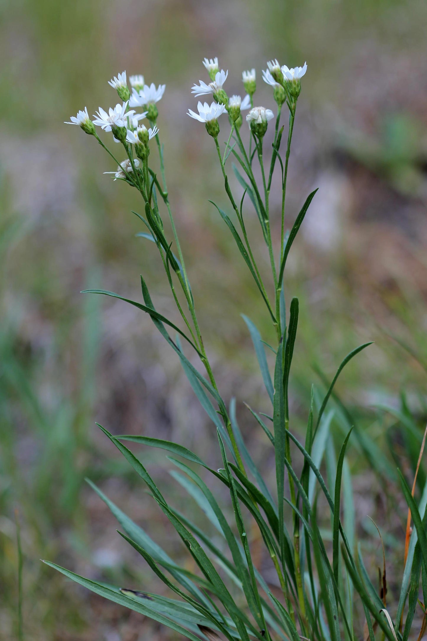 Upland White Goldenrod Oligoneuron Album 500 Seeds for Planting