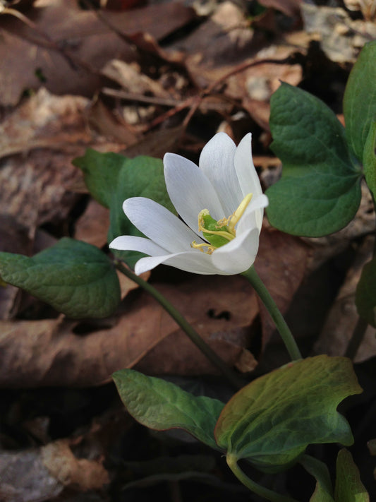 Twinleaf Flower Jeffersonia diphylla 10 Seeds for Planting