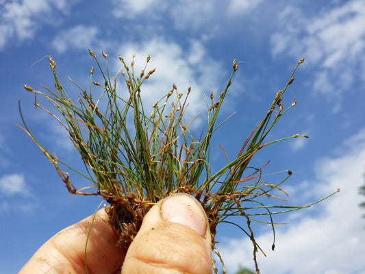 Needle Spike Rush Eleocharis acicularis 750 Seeds for Planting