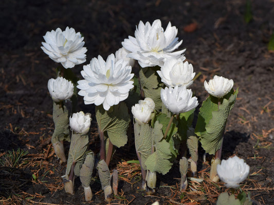 Bloodroot Sanguinaria Canadensis 20 Seeds for Planting Stunning White Blossoms