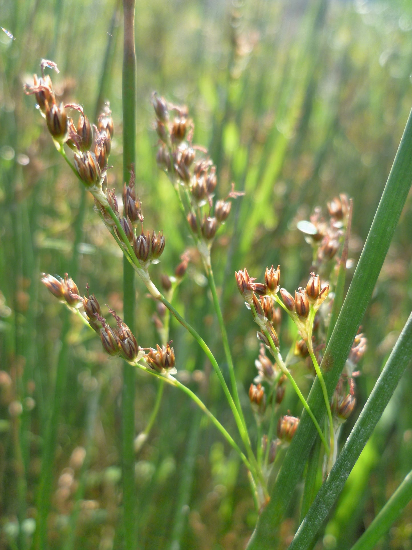 Baltic Rush Juncus Balticus 2000 Seeds for Planting