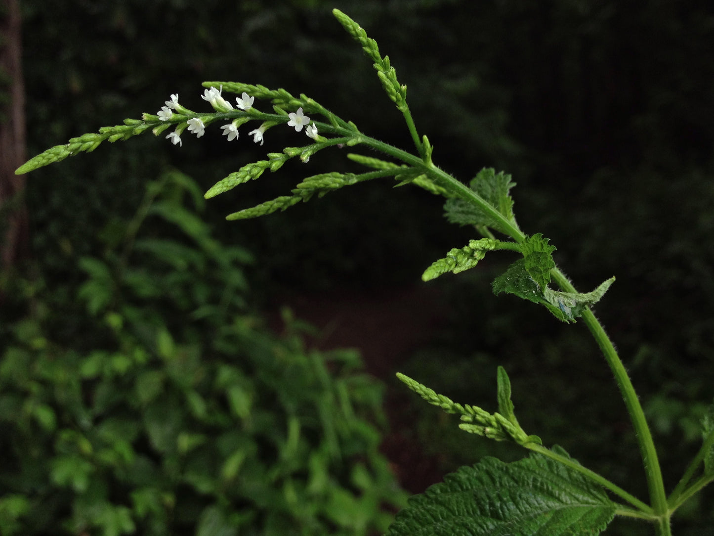 White Vervain Verbena Urticifolia 1000 Seeds for Planting Native Wildflower Seeds