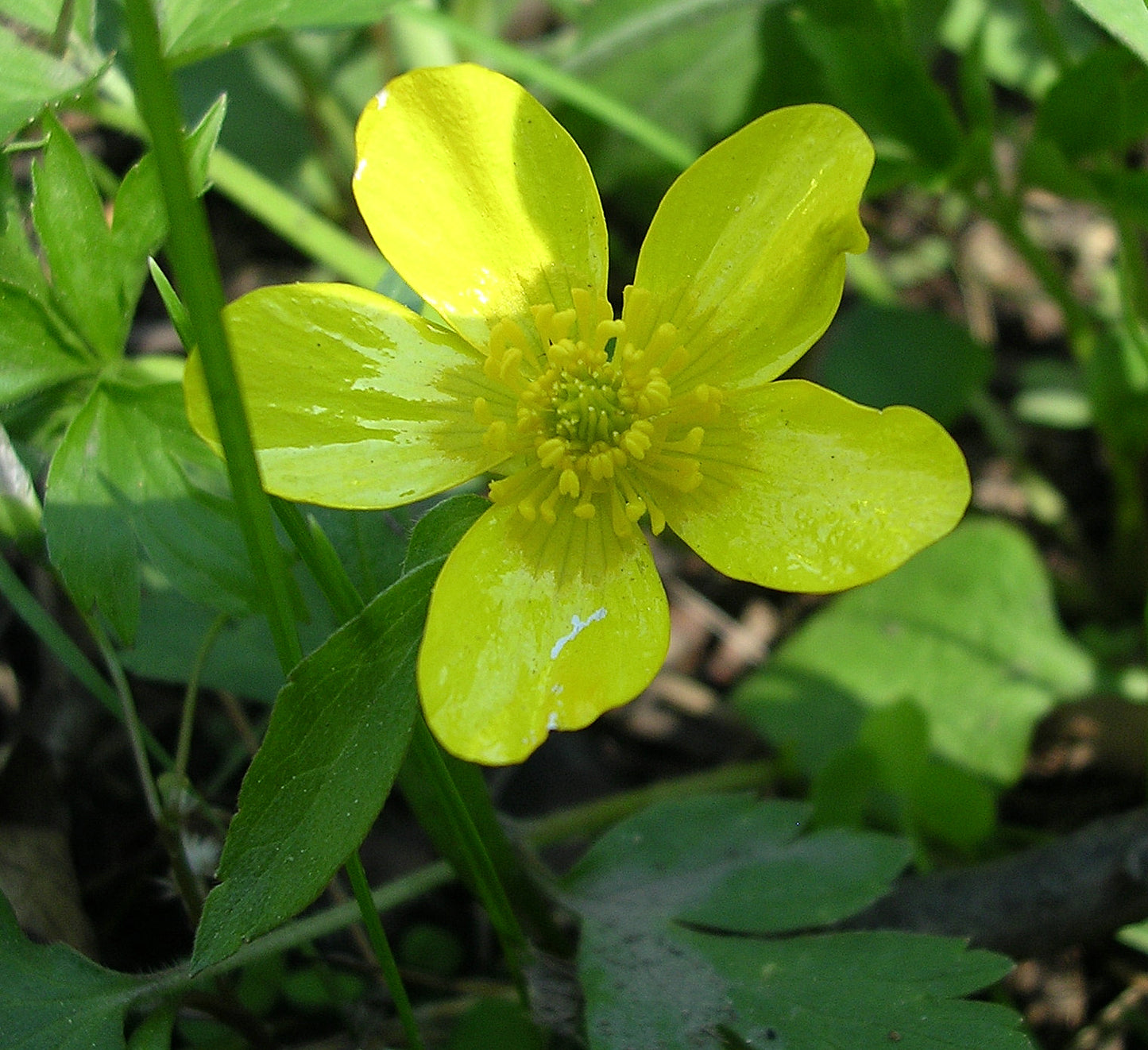 Bristly Buttercup Ranunculus pensylvanicus 100 Seeds for Planting