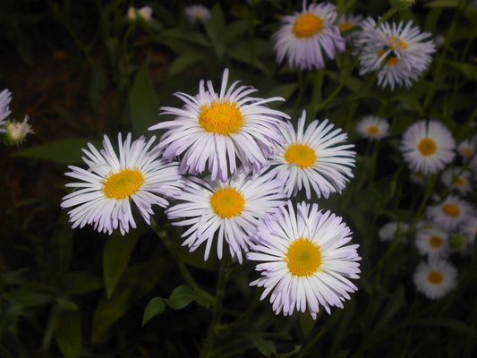 Robin's Plantain Erigeron Pulchellus 300 Seeds for Planting Early Blooming Native Wildflower