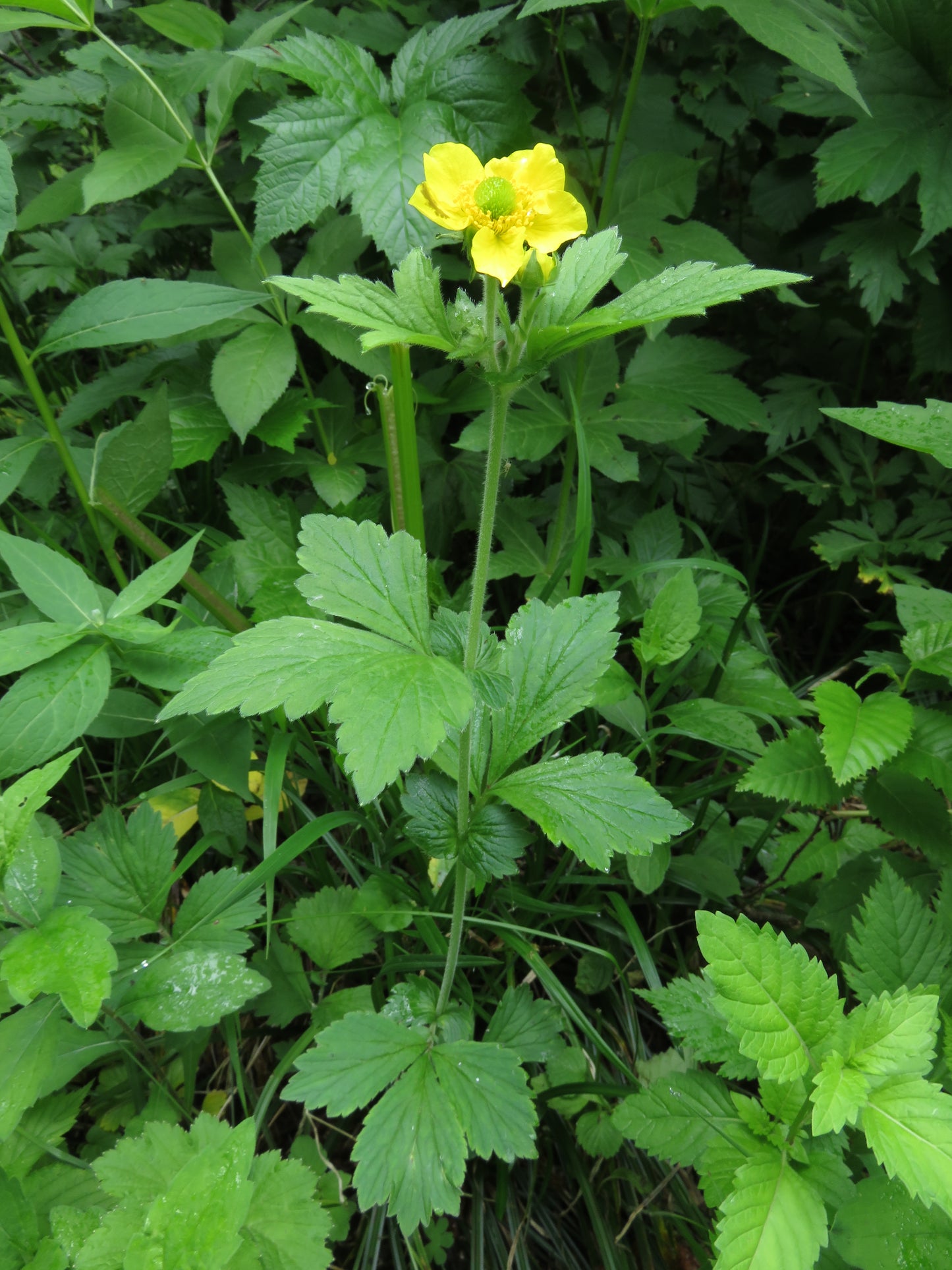 Yellow Avens Geum aleppicum 200 Seeds for Planting