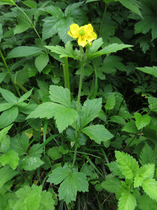 Yellow Avens Geum aleppicum 200 Seeds for Planting