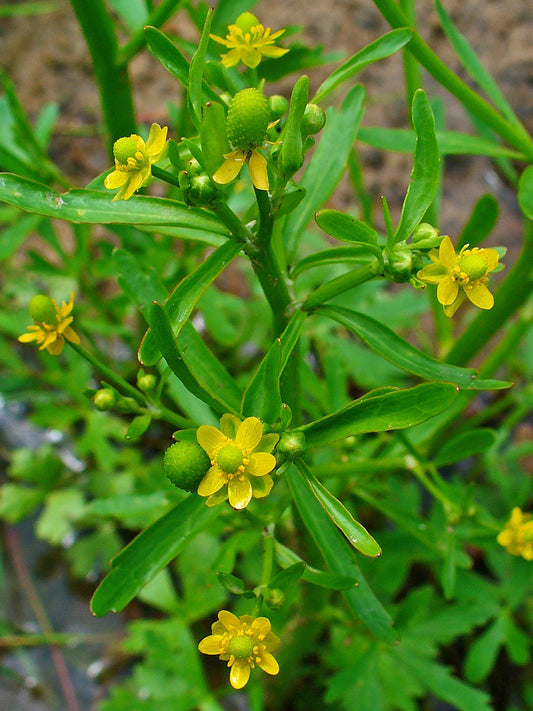 Annual Buttercup Ranunculus sceleratus 1000 Seeds for Planting Celery-leaved Buttercup