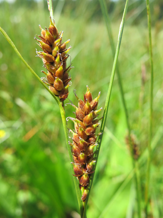 Narrow-leaved Woolly Sedge Carex Lasiocarpa 100 Seeds for Planting