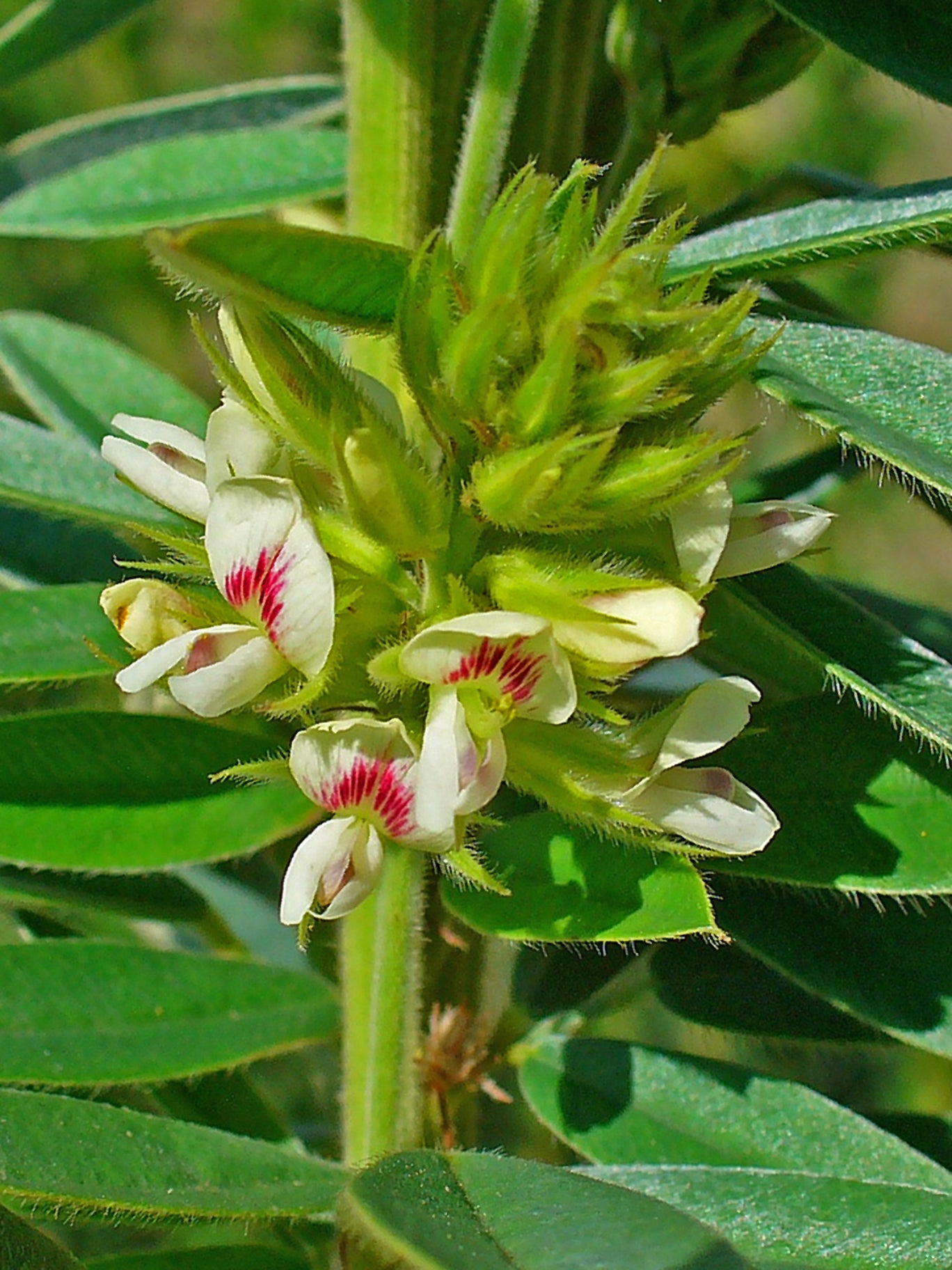 Round-headed Bush Clove Lespedeza capitata 200 Seeds for Planting