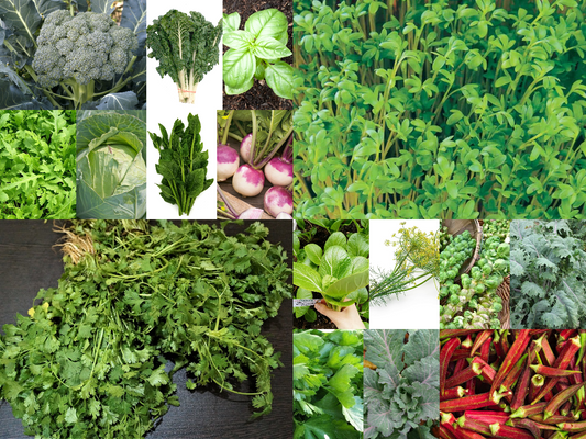 16 Vegetable/Herb/Fruit Seeds Variety Pack for Planting