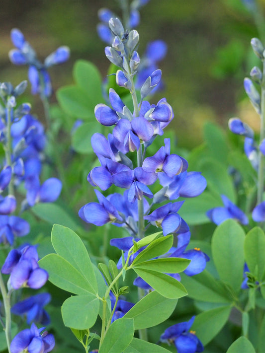 Blue Wild Indigo Baptisia Australis 75 Seeds for Planting