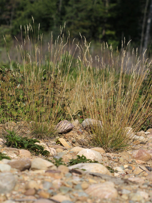 Poverty Oat Grass Danthonia Spicata 400 Seeds for Planting Curly Grass